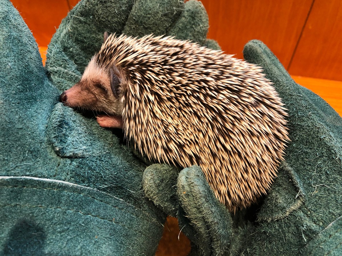 Hedgehogs Can't Swim: February 2019