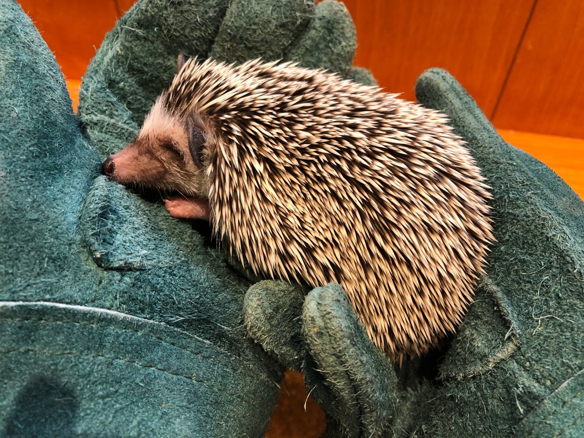 Hedgehogs Can't Swim: November 2019