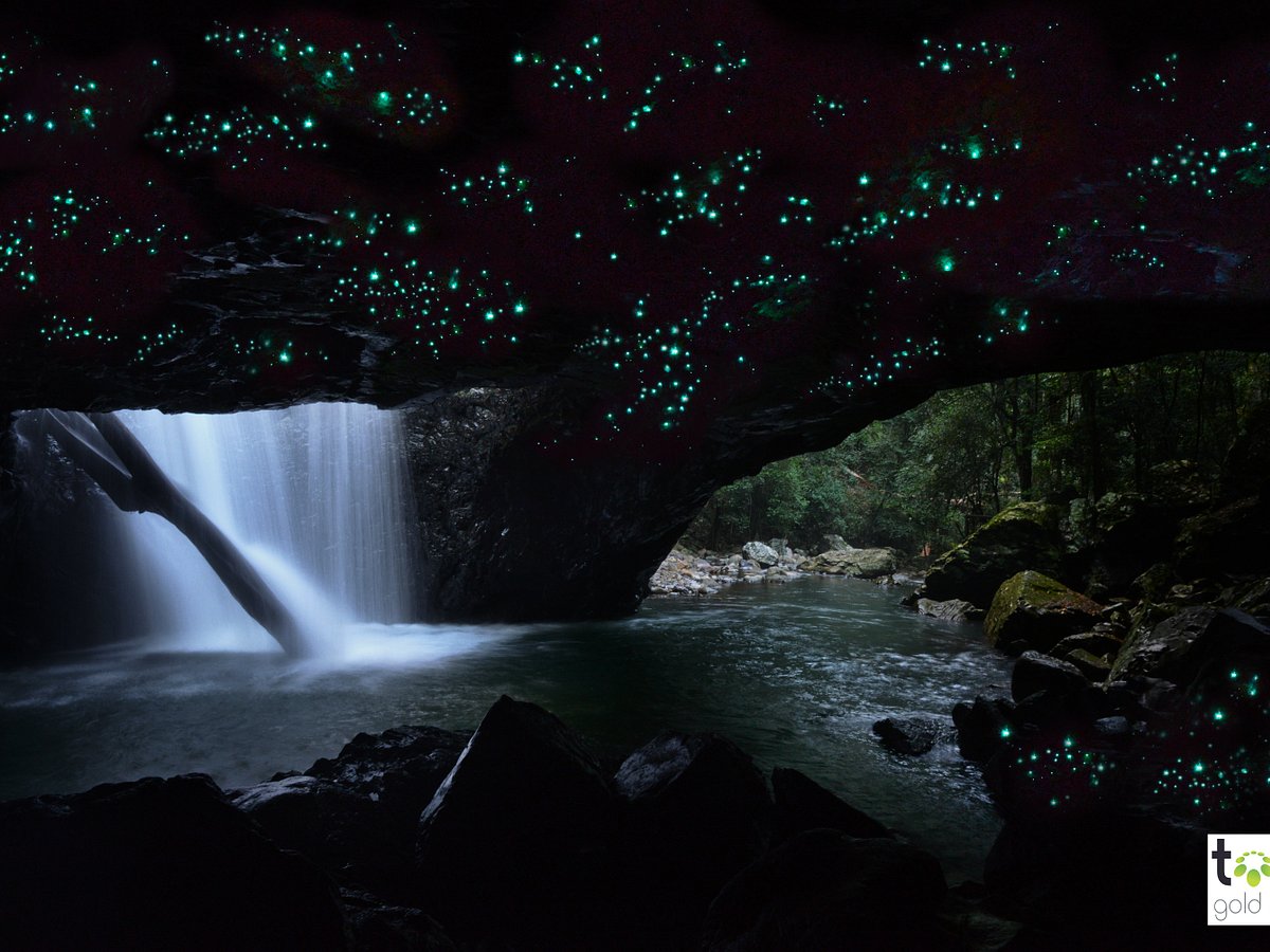 glow worm caves tour gold coast