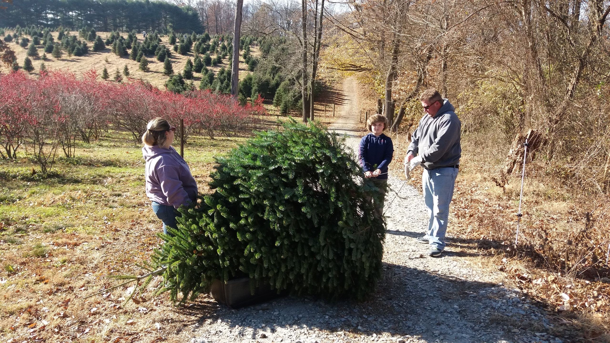 10 Landenberg 2024 Tripadvisor   Schmidt S Tree Farm 