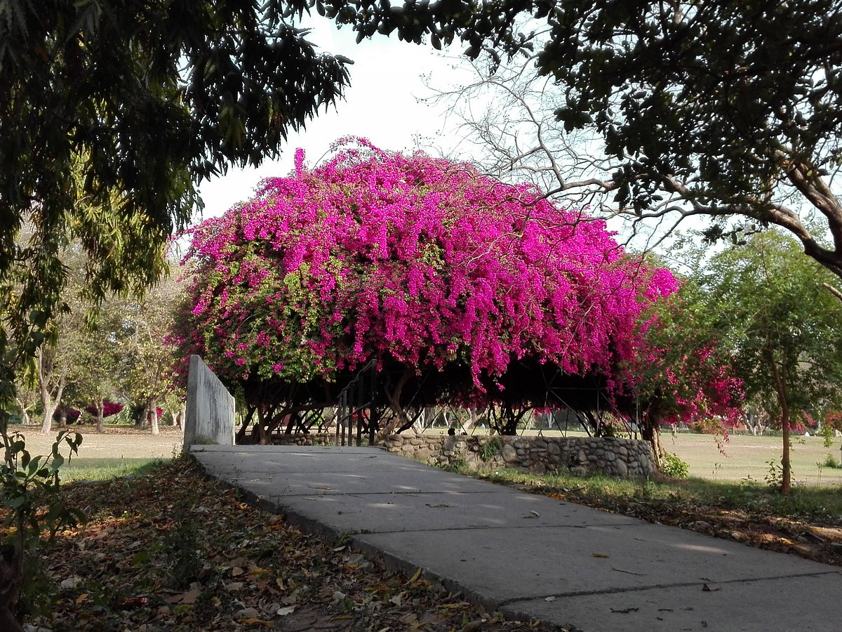 Bougainvillea Garden (จัณฑีครห์, อินเดีย) - รีวิว - Tripadvisor