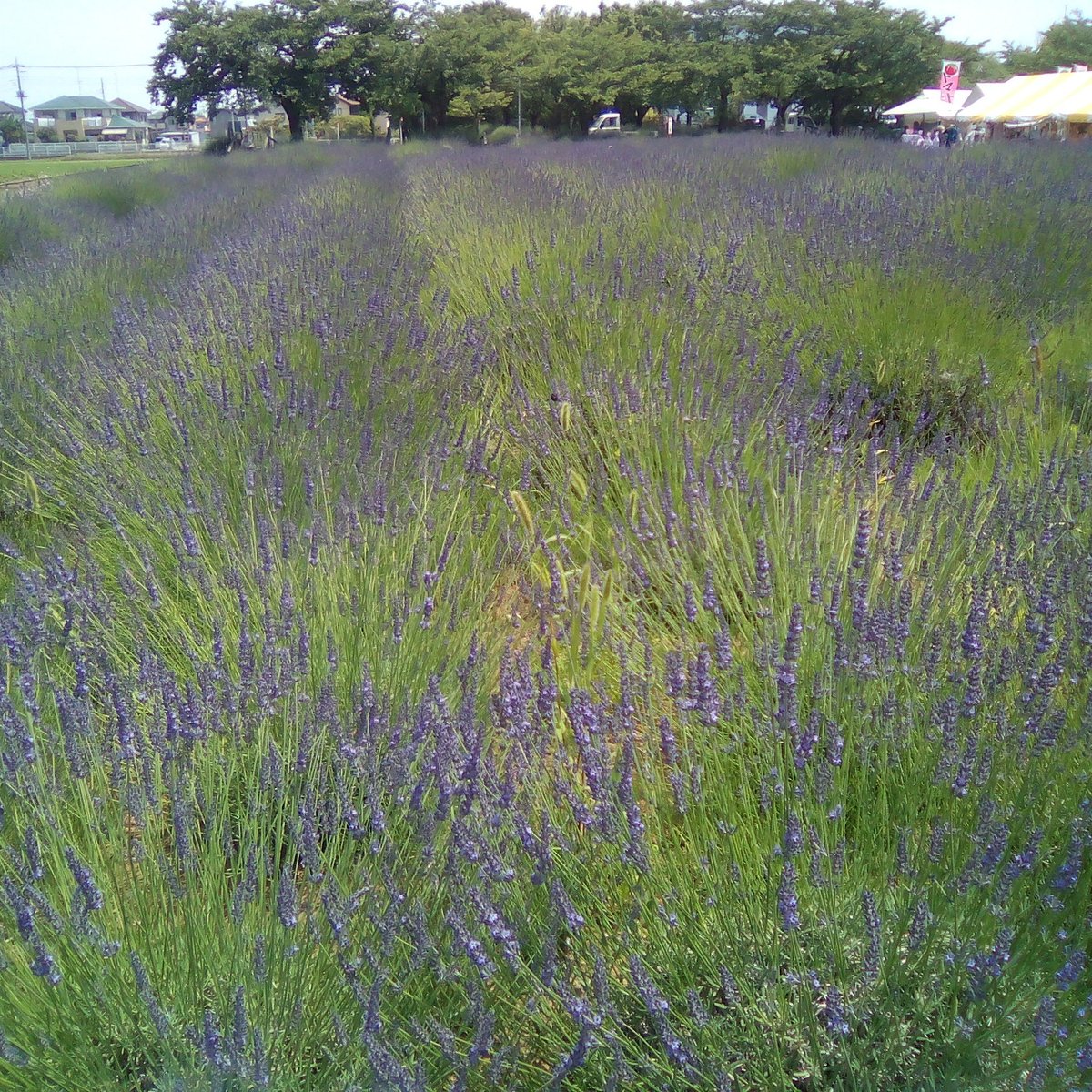 22年 ラベンダー堤 行く前に 見どころをチェック トリップアドバイザー