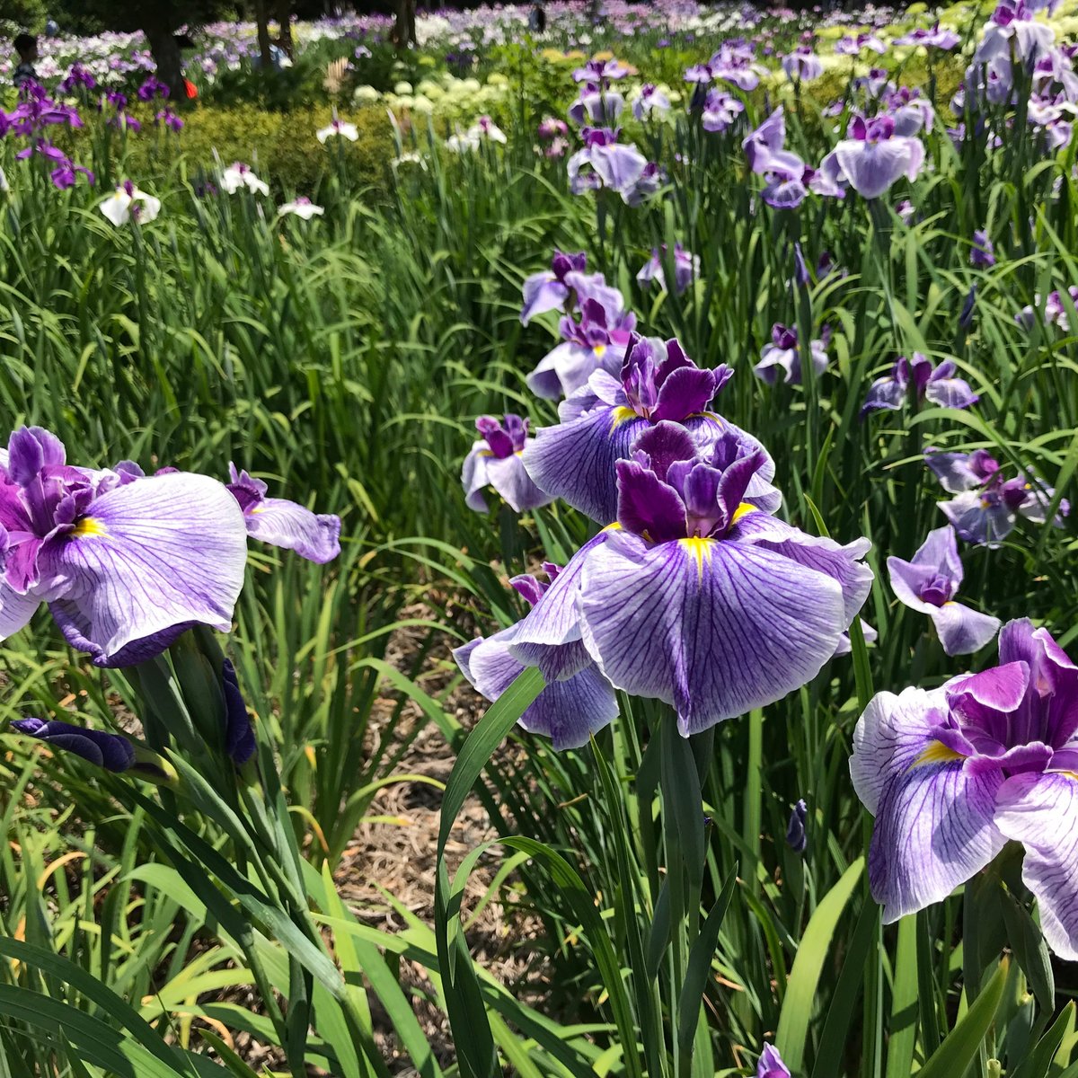 22年 染谷花しょうぶ園 行く前に 見どころをチェック トリップアドバイザー