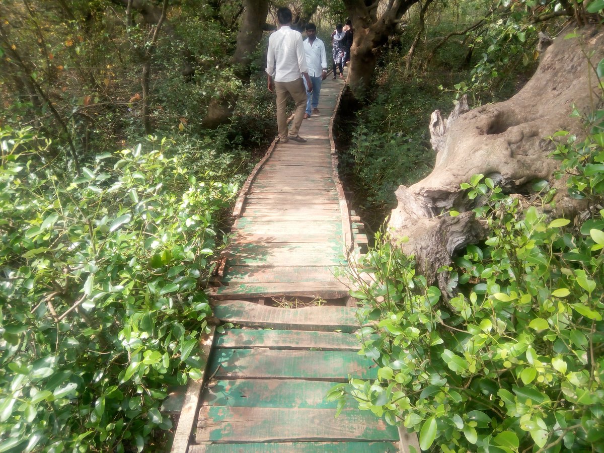 Coringa Wildlife Sanctuary (Kakinada) - All You Need to Know BEFORE You Go