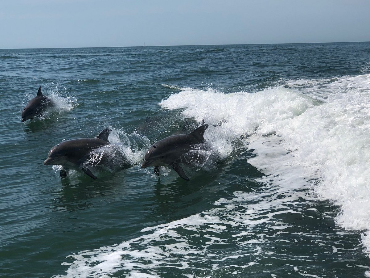 dolphin tours wildwood crest