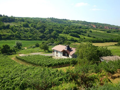 Vojvodina Wine Region