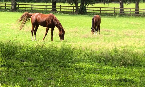 Farm Tours of Ocala