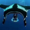 Coral Sea D