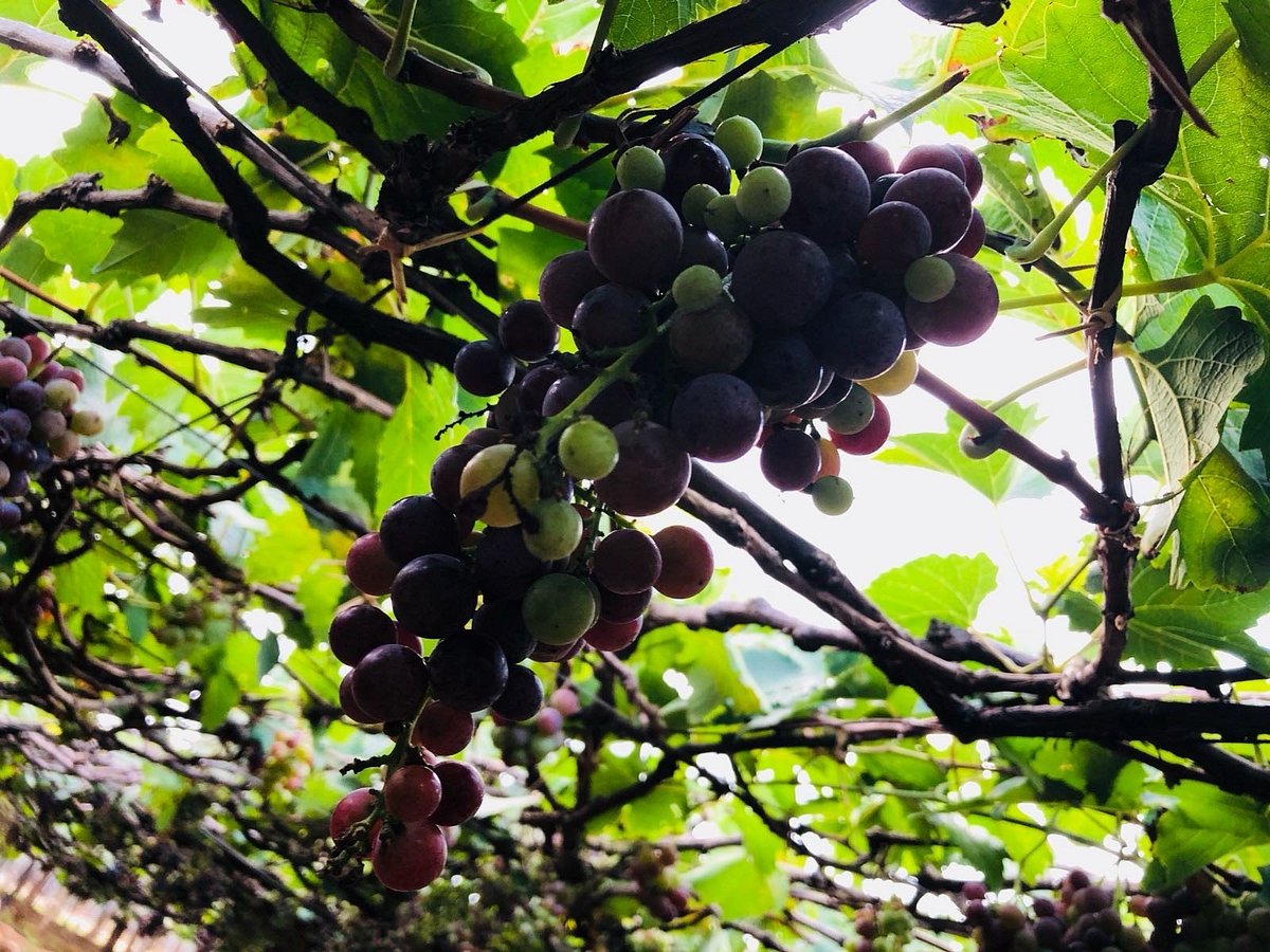 Jenis Grapes (Cumbum) - All You Need to Know BEFORE You Go