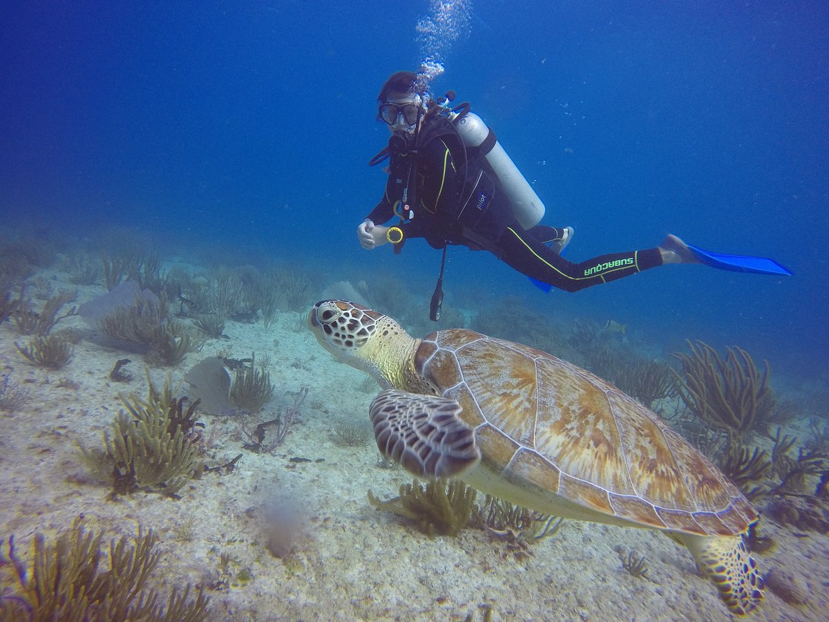 good vibes diving playa del carmen