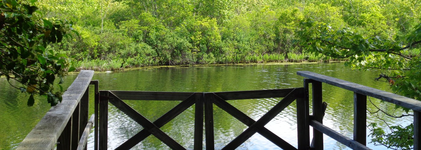 tranquil pond
