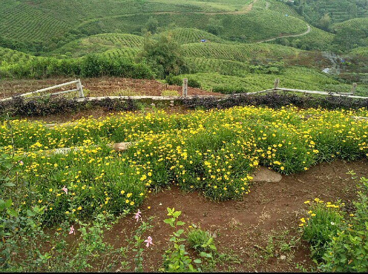 Malino Tea Plantation image