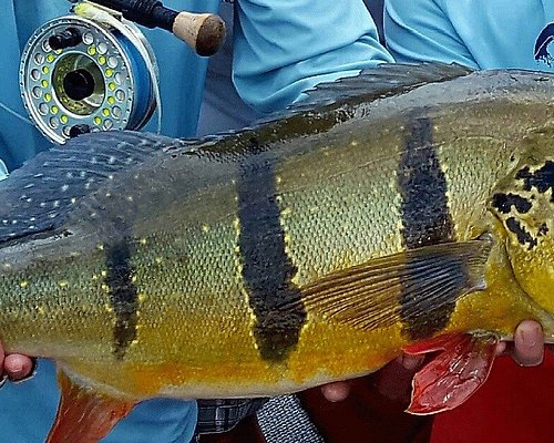 The 10 Best Amazon River Fishing Charters Tours With Photos Tripadvisor The 10 Best Amazon River Fishing Charters Tours With Photos Tripadvisor