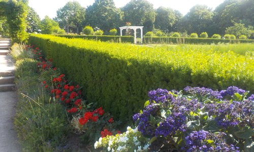 the rose garden