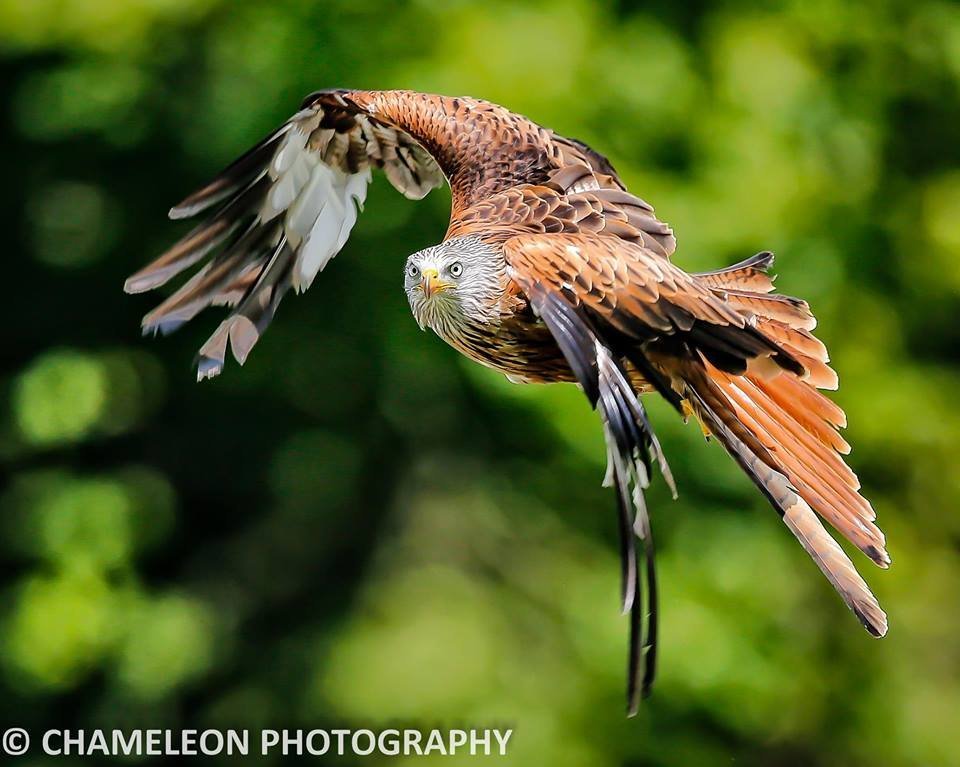 Hen Harrier  British Bird Of Prey Centre Wales