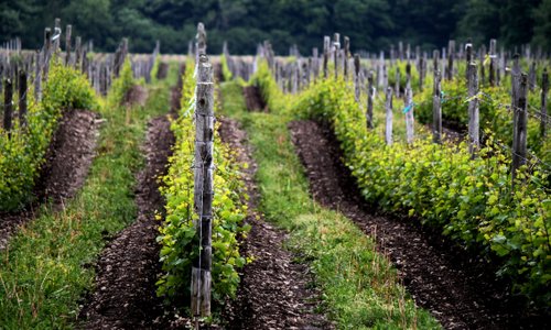 Around The County, grapes prove to be a harbinger of spring