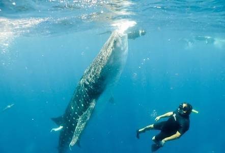 Isla Mujeres Whale Shark Tours by Searious Diving - All You Need to ...