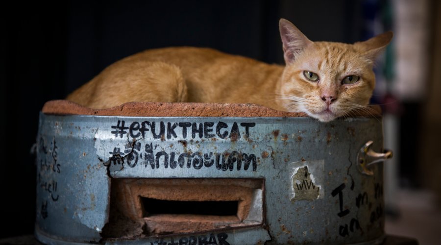#efukthecat