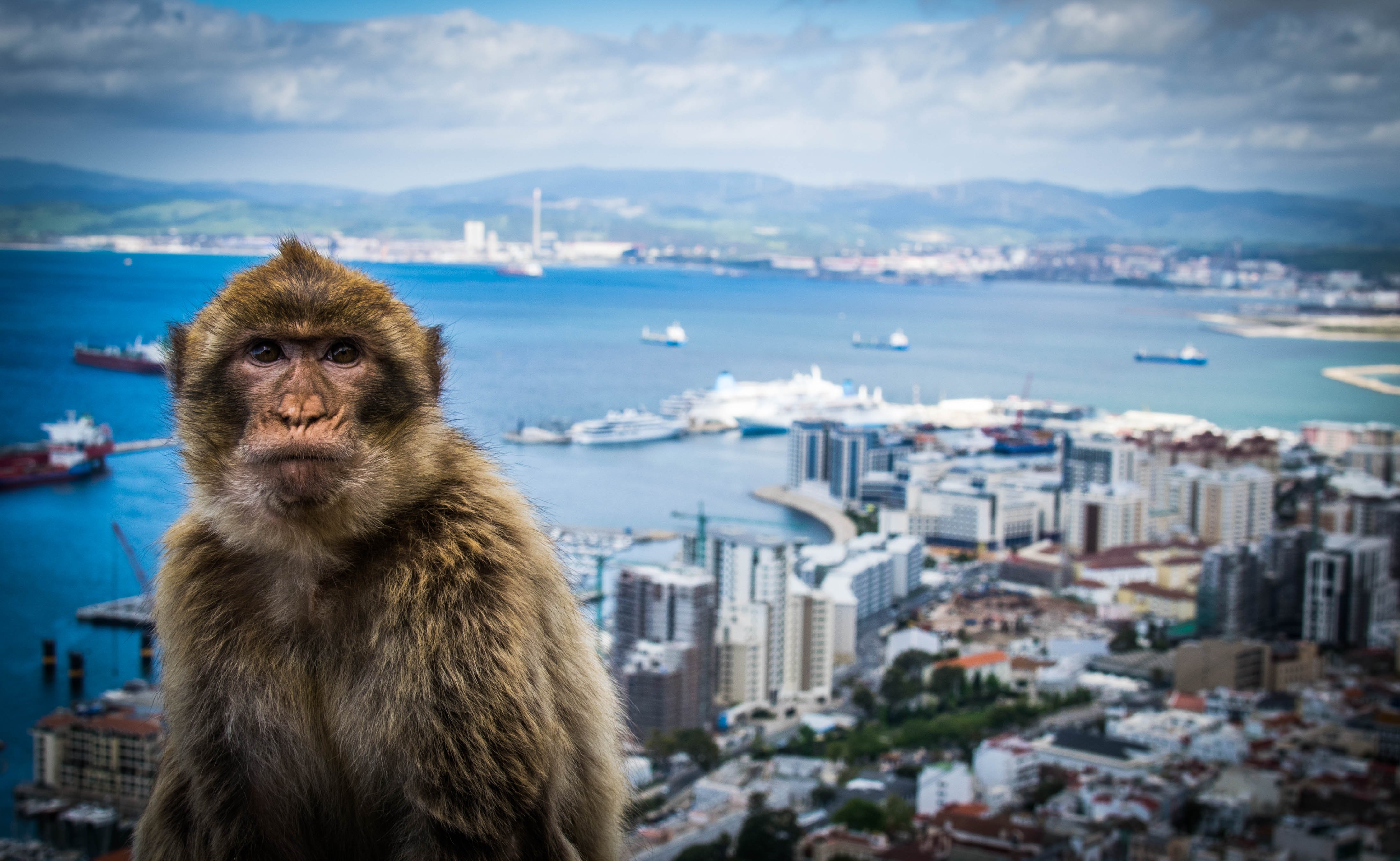 THE 15 BEST Things To Do In Gibraltar 2024 Must See Attractions   Apes Den Gibraltar Uk 