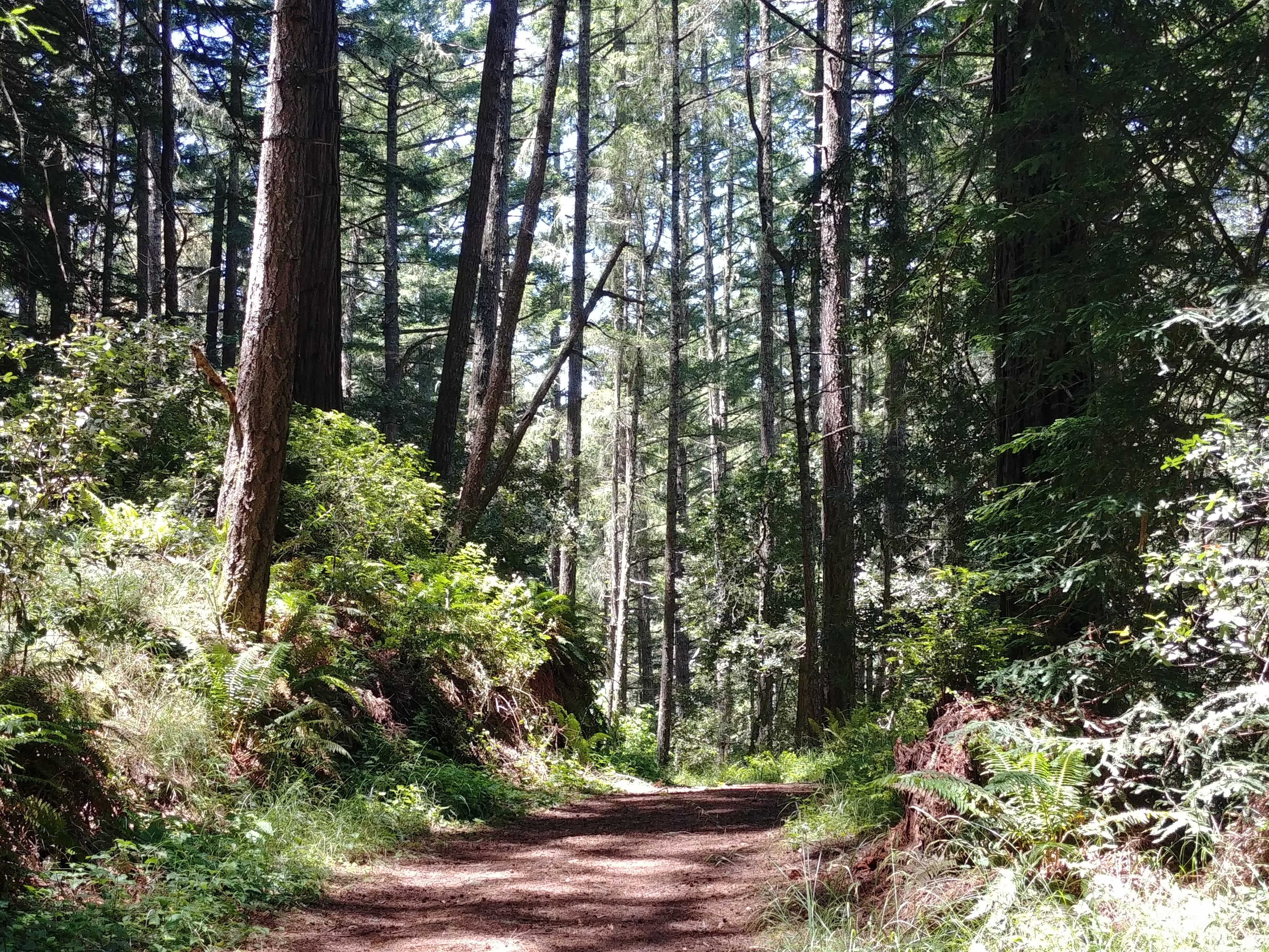 Butano trail clearance camp