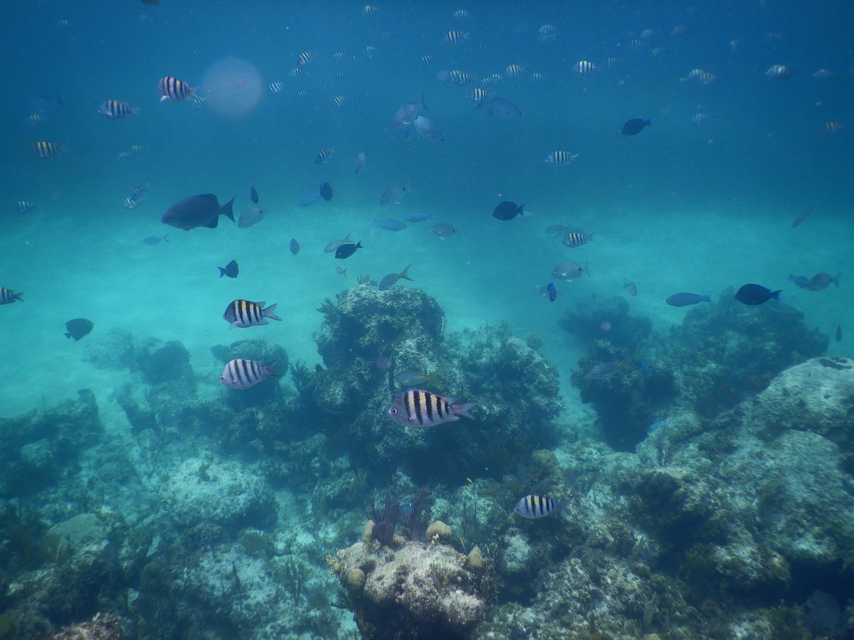 Nassau Snorkeling - All You Need to Know BEFORE You Go