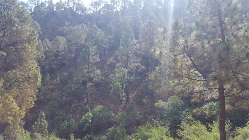 Hillside