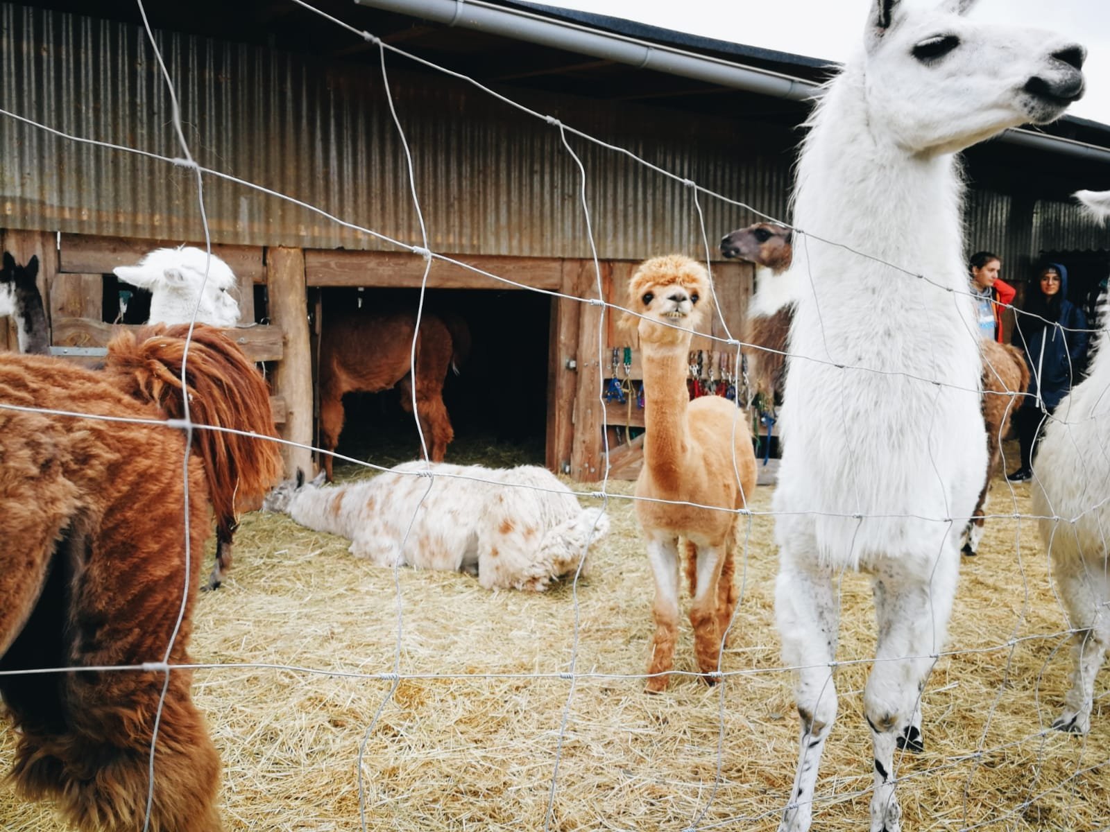 MAERKISCHER LAMAHOF ZADIK LAMAS Mittenwalde All You