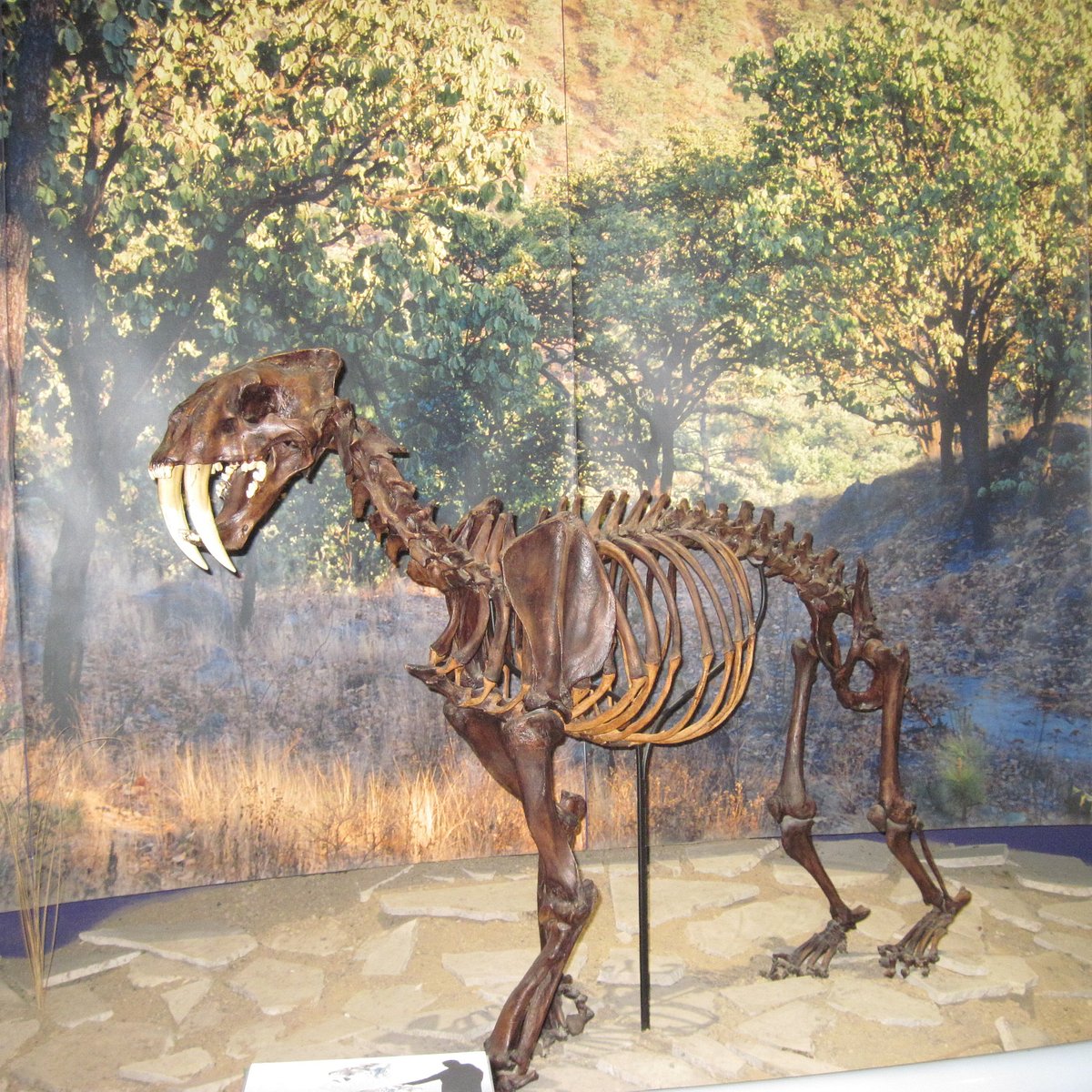 Museo de Paleontologia de Guadalajara - 2023 Lo que se debe saber antes de  viajar - Tripadvisor