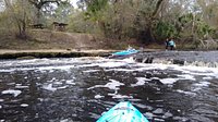 are dogs allowed at steinhatchee falls