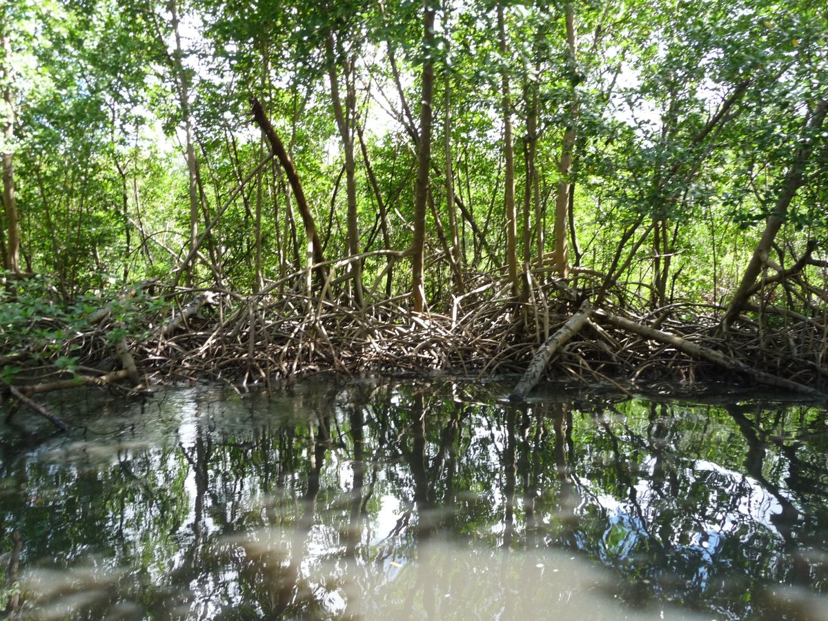 Parc Naturel Regional de la Martinique (Fort-de-France) - All You Need ...