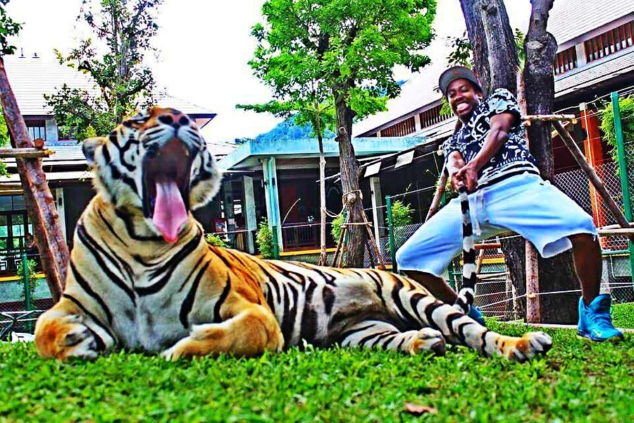 tiger visit phuket