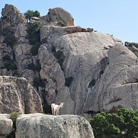 Granito sardo !!