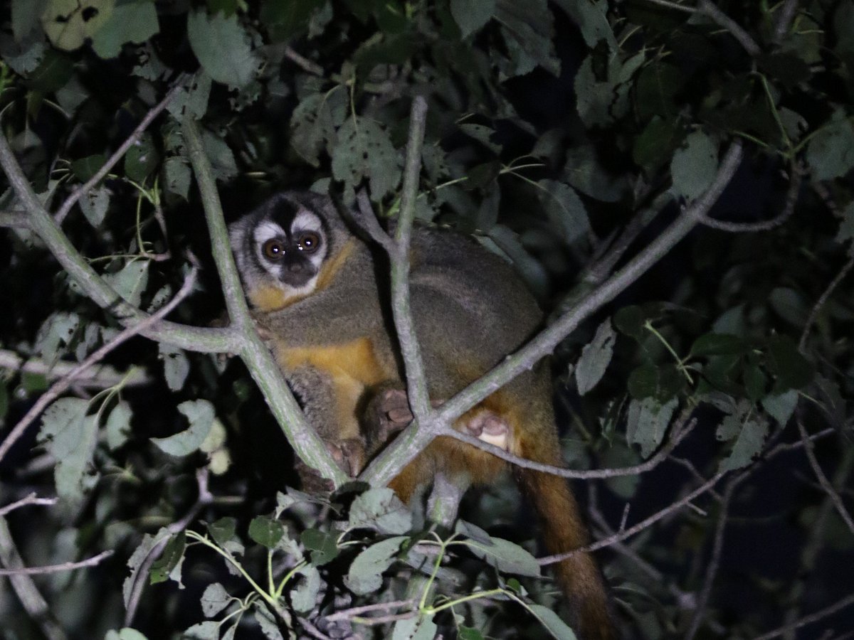 WILDLIFE PARAGUAY (Luque) - All You Need to Know BEFORE You Go WILDLIFE PARAGUAY (Luque) - All You Need to Know BEFORE You Go