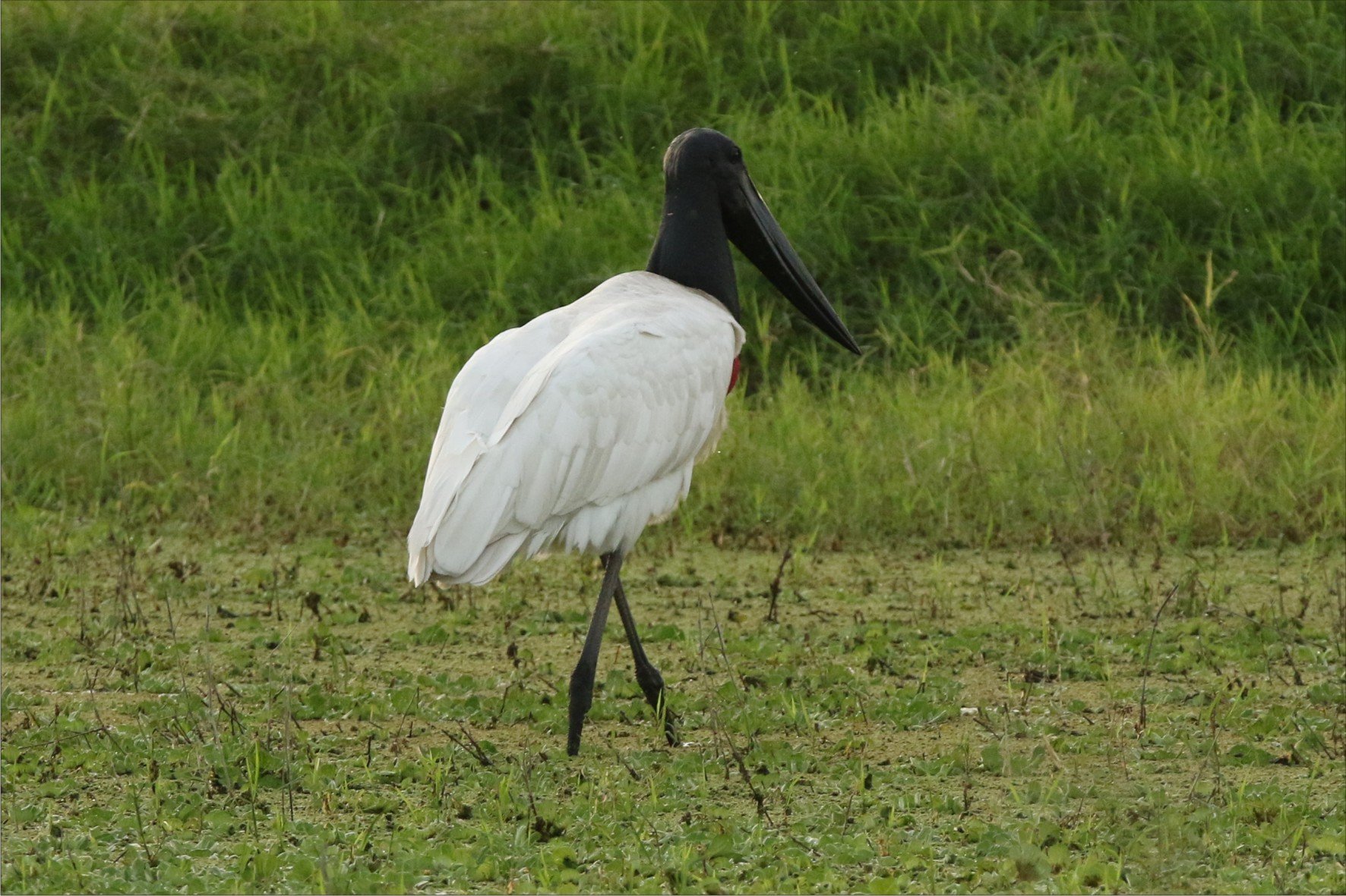 WILDLIFE PARAGUAY (Luque) - All You Need to Know BEFORE You Go