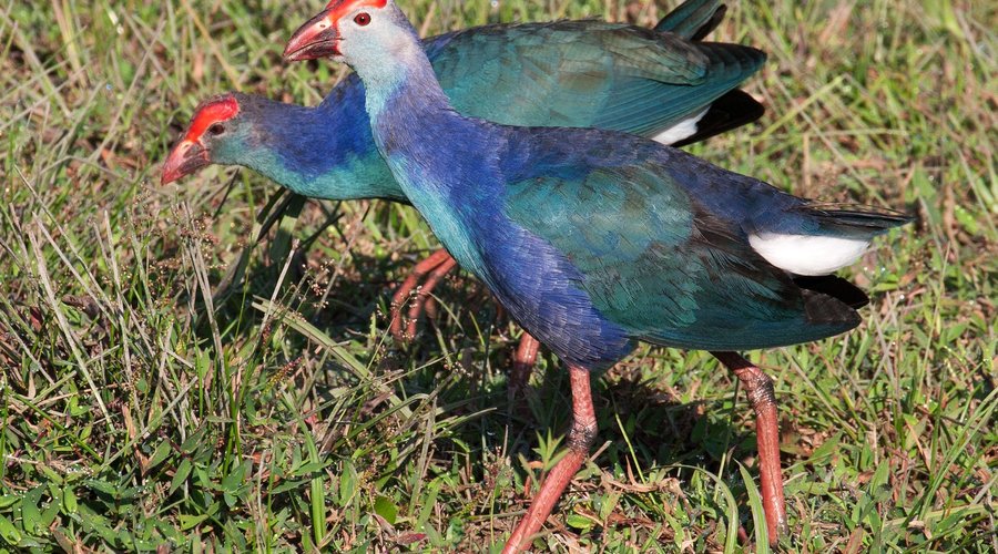 Purple Swamp Hens outside Villa Talangama