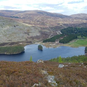 Where to meet a Highland Cow in the Cairngorms - Visit Cairngorms