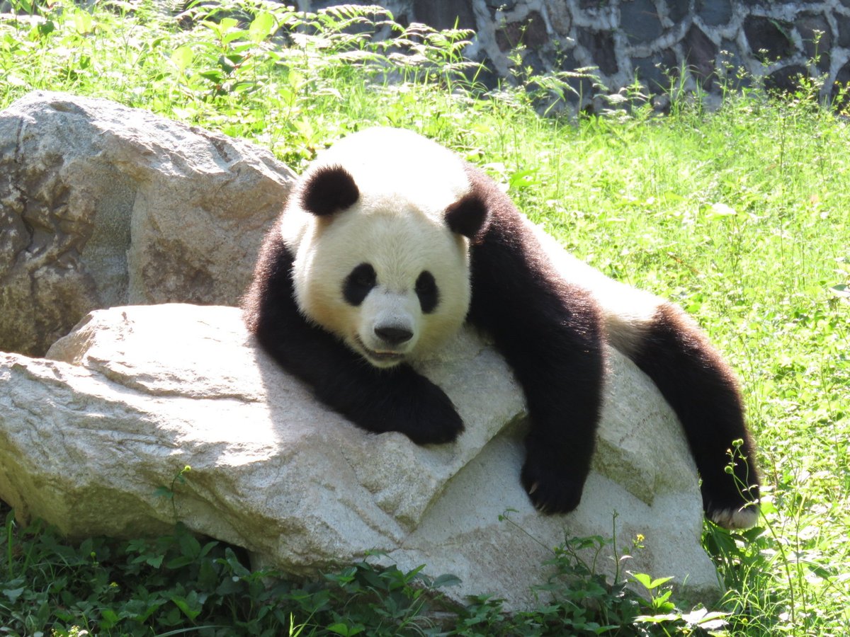 Dujiangyan Panda Base, Дуцзянъянь: лучшие советы перед посещением -  Tripadvisor