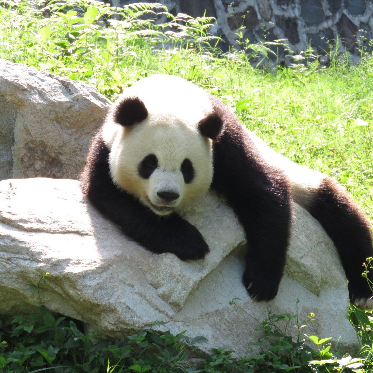 Dujiangyan Panda Base, Дуцзянъянь: лучшие советы перед посещением -  Tripadvisor