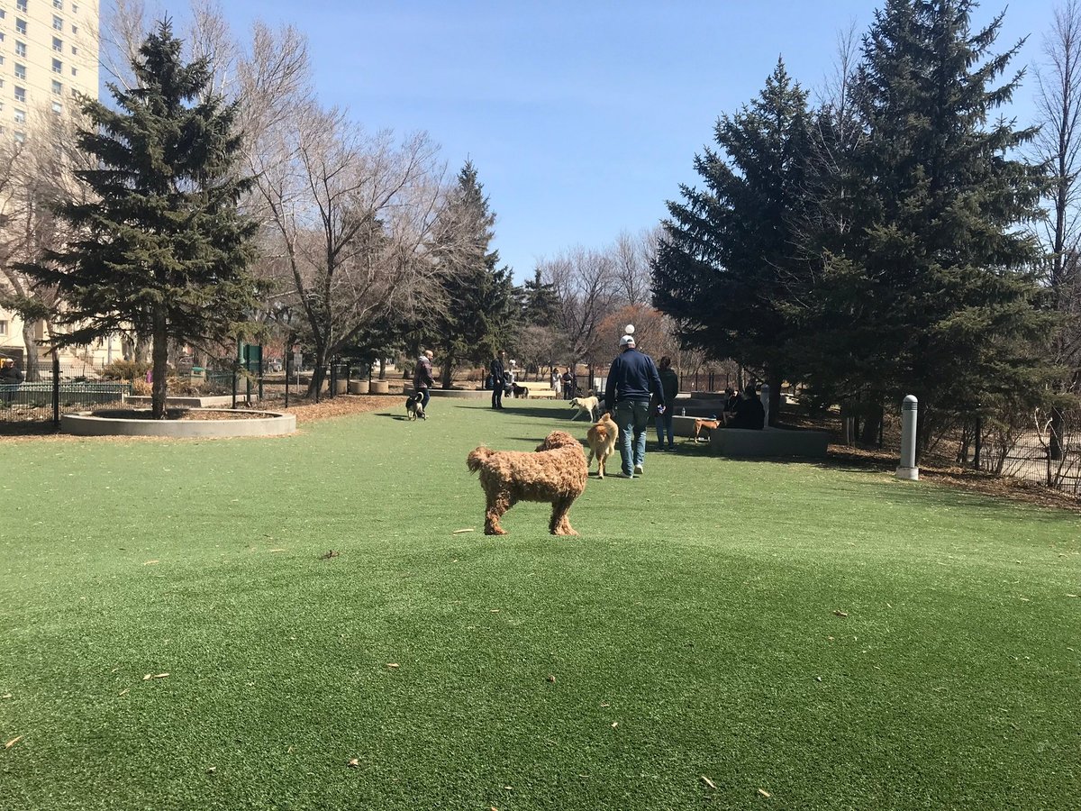 Finding the Perfect Dog Park A Comprehensive Guide