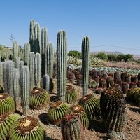 Cactus Thiemann