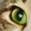 Eva-Gato