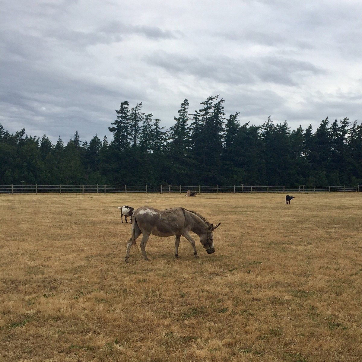 Mount Baker Farm & Campground - Reviews & Photos (Eastsound, WA) -  Tripadvisor