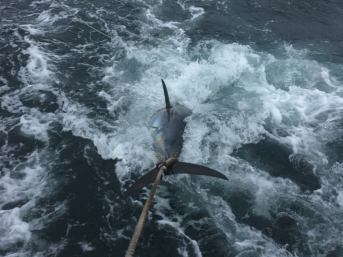 Cape Cod Fishing Trips & Rates - Jail Break Fishing Charters Cape Cod