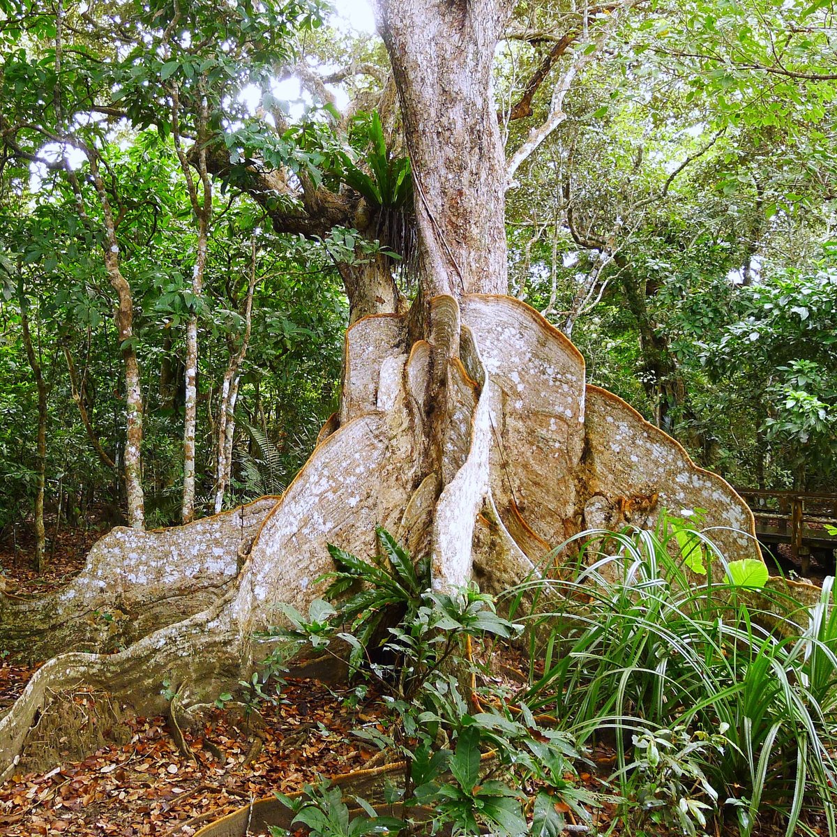 Heritiera Littoralis Tree Of Nakama River Iriomote Jima 22 Lo Que Se Debe Saber Antes De Viajar Tripadvisor