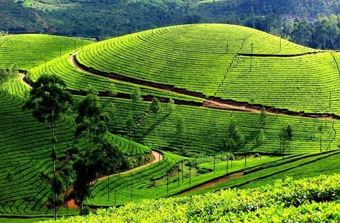 At Nuwaraeliya tea with Harsha ( Lanka Tour Driver ) The best Tourist driver in Sri Lanka