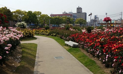 Rose Park, 후쿠야마