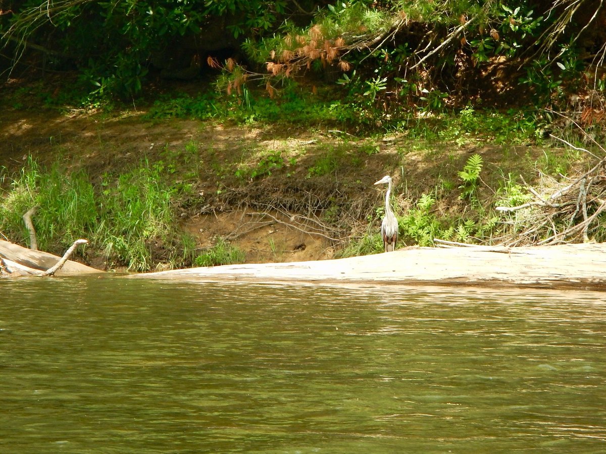 Cook Forest Canoe Rentals (cooksburg) - All You Need To Know Before You Go