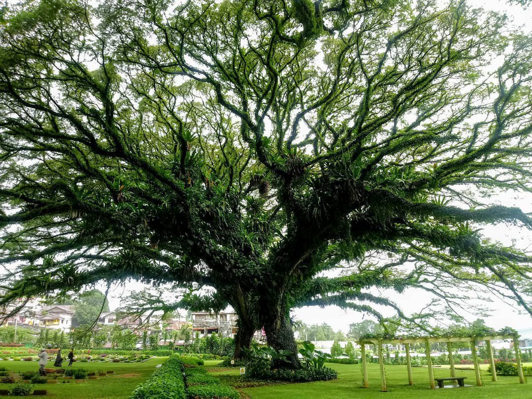 Commonwealth War Cemetery (Ambon): All You Need to Know