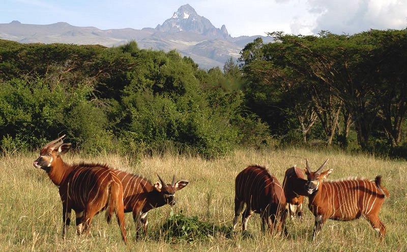 Samburu National Reserve image
