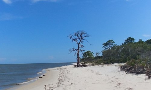 are dogs allowed on alligator point beach